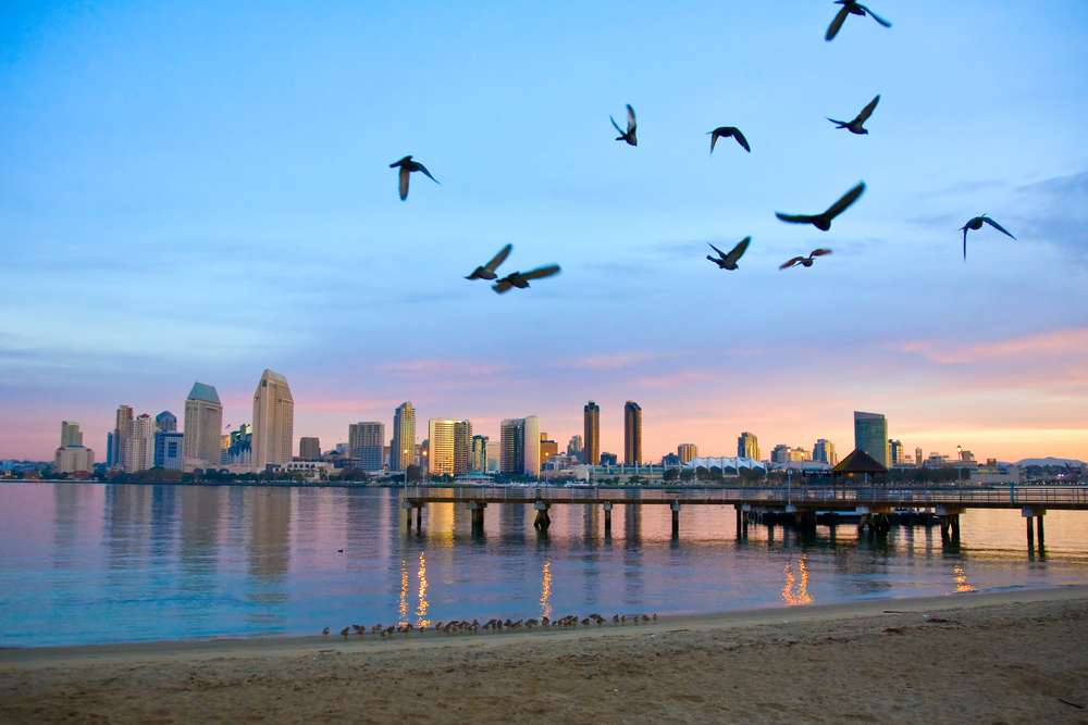 San Diego pejzaż miasta o świcie z mewami latającymi na pierwszym planie