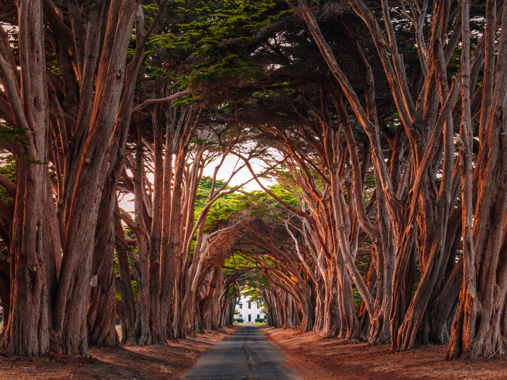 Tunel z drzew cyprysowych w Point Reyes National Seashore, Kalifornia, USA