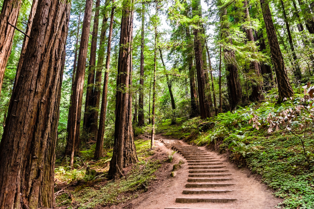 Szlak pieszy przez las Muir Woods National Monument, San Francisco, Kalifornia