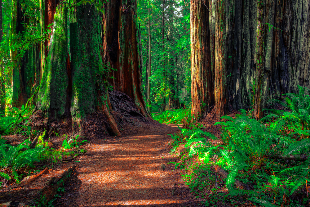 ścieżki w Parku Narodowym Redwoods, Kalifornia