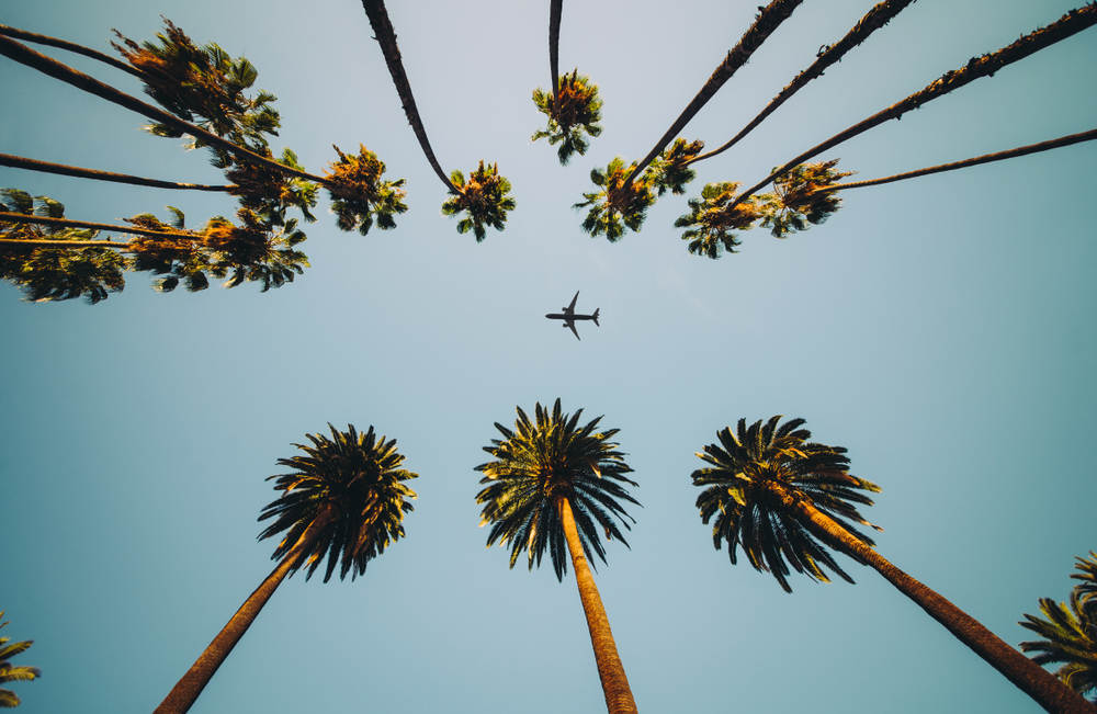 Widok na palmy, niebo i samolot