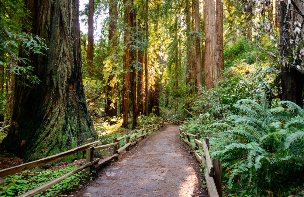Muir Woods niedaleko San Francisco, Kalifornia