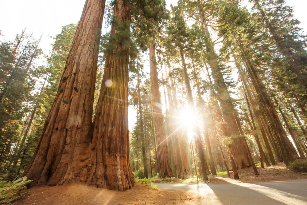 Zachód słońca, Sequoia, Kalifornia, USA